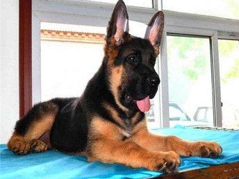 狼狗最新爆料视频大全下载,揭秘幕后真相,带你领略真实世界 第1张 狼狗最新爆料视频大全下载,揭秘幕后真相,带你领略真实世界 第1张